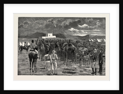 The Rebellion in the Soudan - Camels and Cattle Captured from Hostile Tribes During a Cavalry Reconnaissance and Driven Into Camp at Suakim by Anonymous