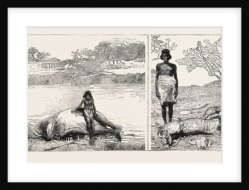 Sudan: Hippopotamus and Salee a Lion and Lioness by Anonymous