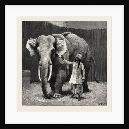 Mr. Barnum's White Burmese Elephant Toung Taloung: The Elephant with His Burmese Attendant in Jumbo's House at the Zoological Gardens by Anonymous
