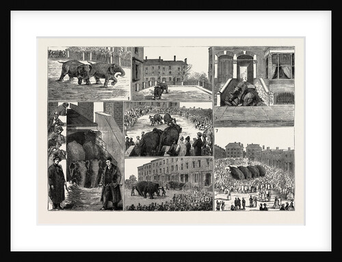 The Strange Adventures of Two Runaway Elephants in Kentish Town London by Anonymous