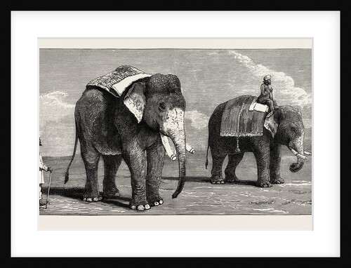 The Great Elephant Controversy an Elephant Belonging to the Rajah of Puttiala Precisely Similar to Mr. Barnum's Elephant at the Zoological Gardens by Anonymous