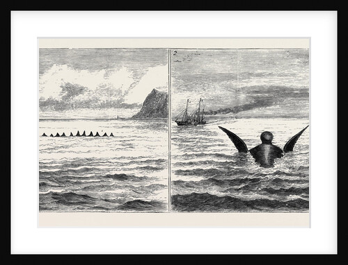 The Sea Serpent in the Mediterranean, a Sketch from H.M. Yacht Osborne Off the North Coast of Sicily on the Second of June by Anonymous