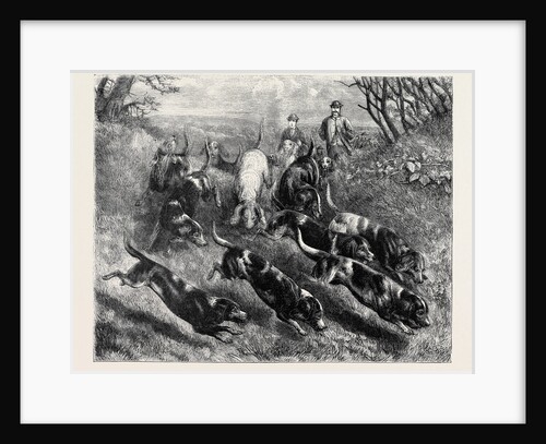 Beagles, 1870 by Anonymous