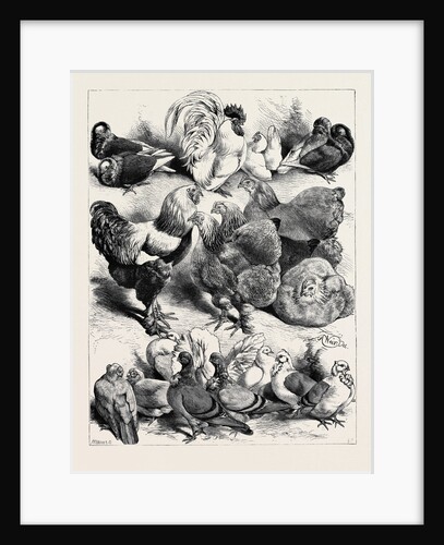 Prize Birds, Crystal Palace Poultry Show, 1870 by Anonymous