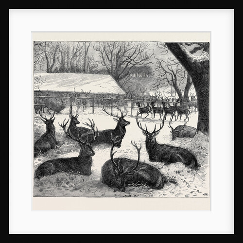 Winter Feeding in Windsor Park, 1870 by Anonymous