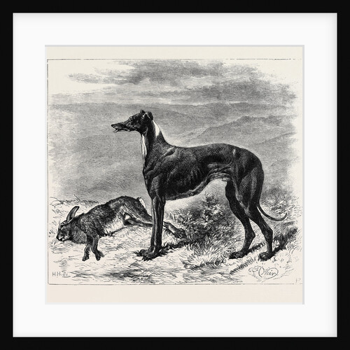 Coursing: Master M'Grath, 1870 by Anonymous
