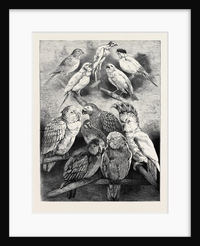 Prize Birds at the Crystal Palace Show, 1870 by Anonymous