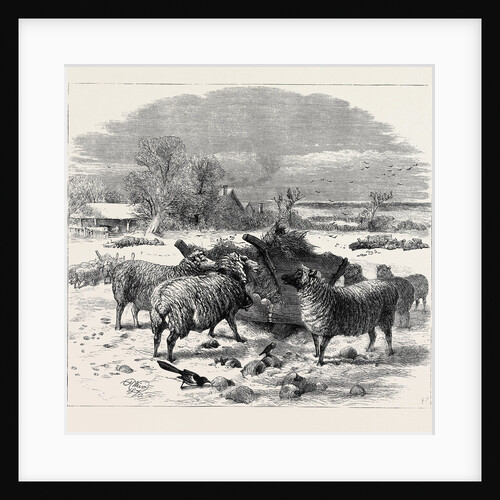 Sheep in Winter Time, 1870 by Anonymous