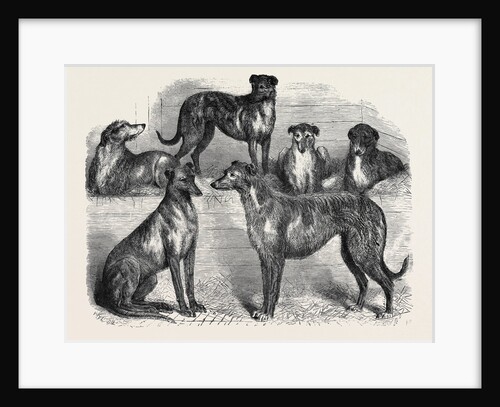 Deerhounds from Windsor Great Park, 1870 by Anonymous