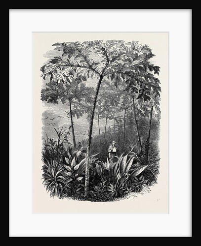 The Godwinia Gigas, 1870 by Anonymous