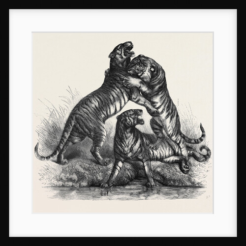 Group of Tigers Fighting, 1870 by Anonymous