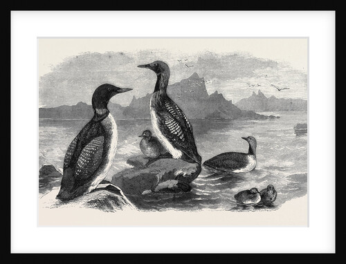 Divers, 1870 by Anonymous