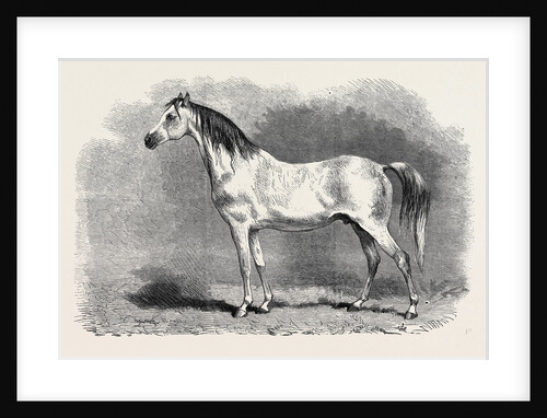 Mr. W.H. Peek's Arab Selim at the Metropolitan Horse Show, 1870 by Anonymous