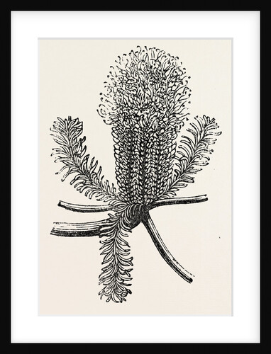 Banksia Ericifolia by Anonymous
