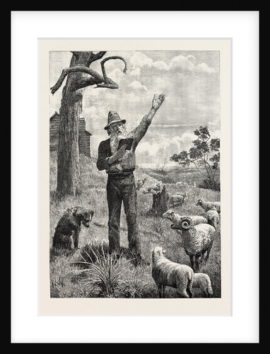 I Am Shepherd to Another Man. As You Like It. Shakspeare on an Australian Sheep-Run by Anonymous