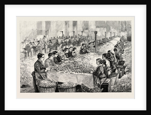 The Perfumery Manufacture at Grasse: Sorting Roses France by Anonymous