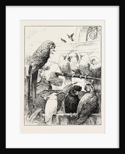 Mr. Stacy Marks's a Select Committee is Unintentionally a Satire Upon the Proceedings of Many Public Bodies in which Cockatoos and Macaws Sustain Prolonged Debates to Their Own Satisfaction But with Little Profit to the Bystanders. by Anonymous