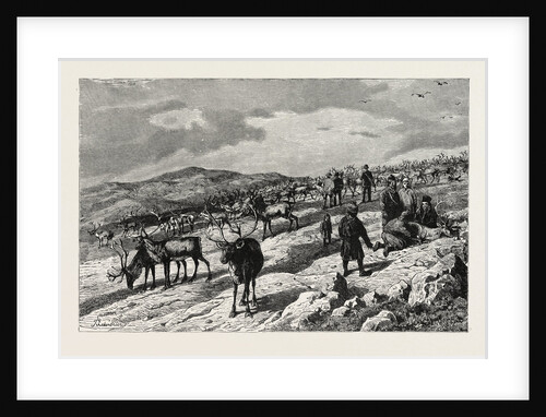 Herd of Reindeer in Lapland. Lappland by Anonymous