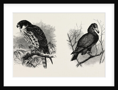 A Hawk from Nature and a Hawk from the National Gallery by Anonymous