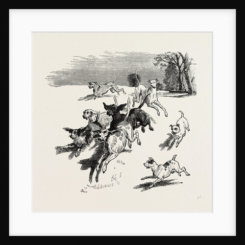 A Troop of Dogs, 19th Century by Anonymous