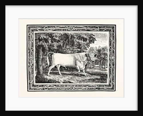 The Chillingham Bull, First State by Anonymous