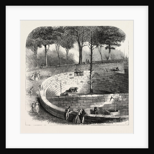 The Bear-Pit at Berne Switzerland. by Anonymous