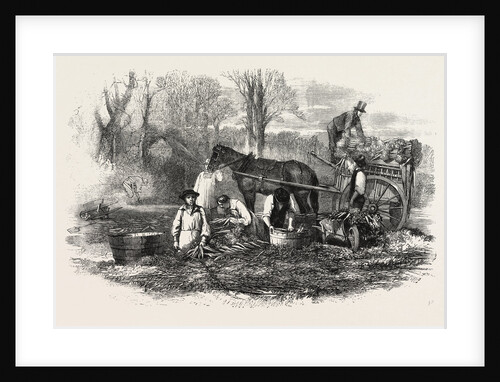 Gathering Washing Bunching and Carting Carrots for the London Market UK by Anonymous