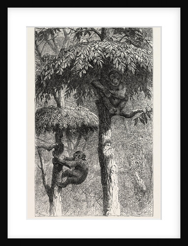 The Nest-Building Ape in His Shelter by Anonymous