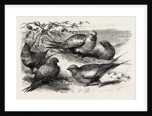 Pallas Sand-Grouse (Syrrhaptes Paradoxus) in the Zoological Society's Gardens Regent's Park London UK by Anonymous