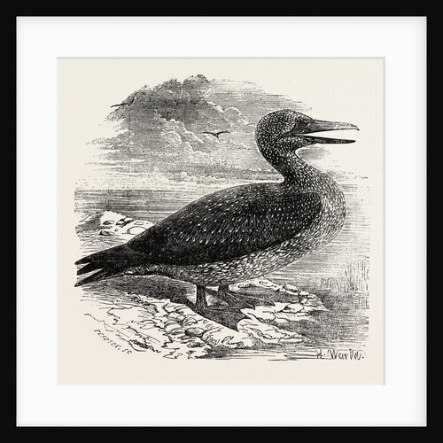 Solan Gannet Shot Near Boston UK 1854 by Anonymous