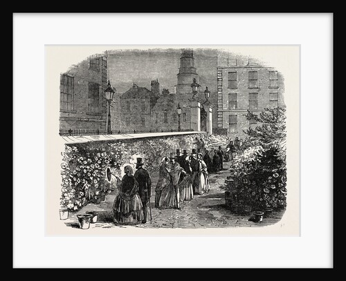 Chrysanthemums in the Inner Temple Garden UK 1854 by Anonymous
