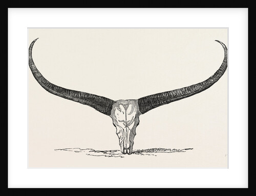 Skull and Horns of a Wild Buffalo Shot in Central Assam 1854 by Anonymous