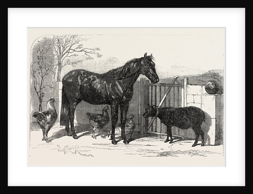Russian Pony and Sheep from Bomarsund Brought by Captain Hall H.M.S. Hecla 1854 by Anonymous