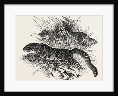 Clouded Tigers in the Zoological Society's Gardens Regent's Park London UK 1854 by Anonymous
