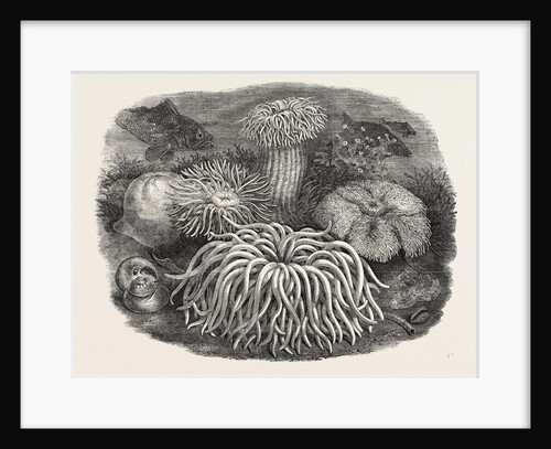 Sea Anemones in the Gardens of the Zoological Society Regent's Park London UK 1854 by Anonymous