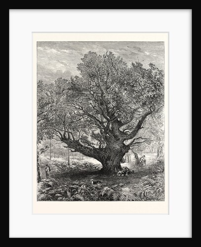 Exhibition of the Royal Academy: the Monarch Oak, 1853 by Anonymous