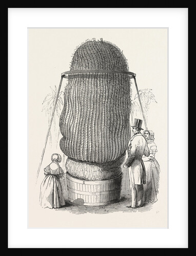 Monster Cactus, at the Royal Botanic Gardens, Kew, London, 1846 by Anonymous