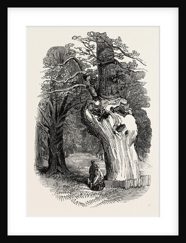 Queen Elizabeth's Oak, in Hatfield Park, 1846 by Anonymous