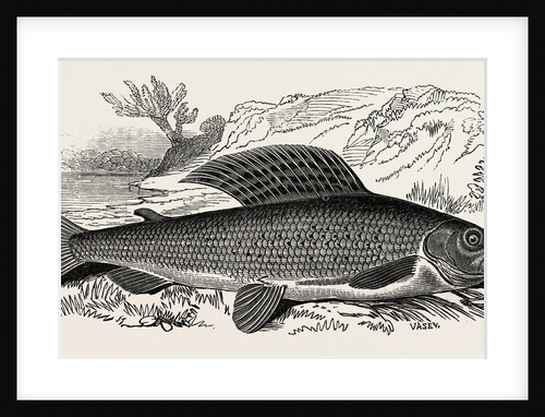 The Grayling by Anonymous