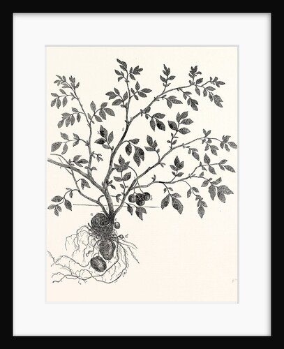 The Potato Plant by Anonymous