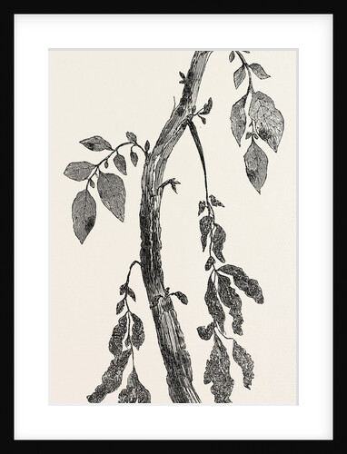 Diseased Stem of a Potato Plant, Natural Size by Anonymous