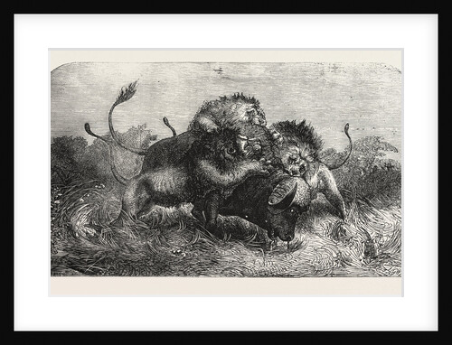 Dr Livingstone's Missionary Travels and Researchers in South Africa: Three Lions Attempting to Drag Down a Buffalo by Anonymous
