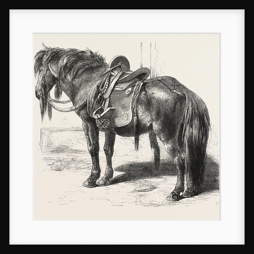 Japanese Horse, 1861 by Anonymous