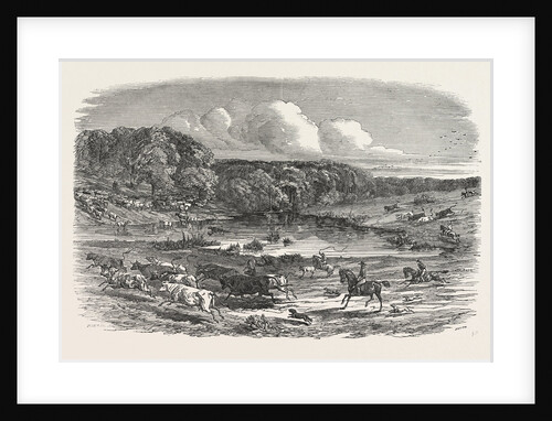 Cattle Mustering in Australia, 1850 by Anonymous