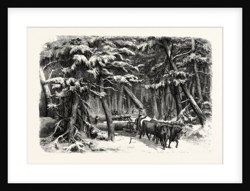 Lumbering in New Brunswick, Lumbermen at Work in the Forest by Anonymous