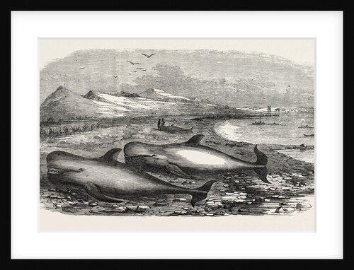 Shoal of Whales in the Solway Firth, 1855 by Anonymous