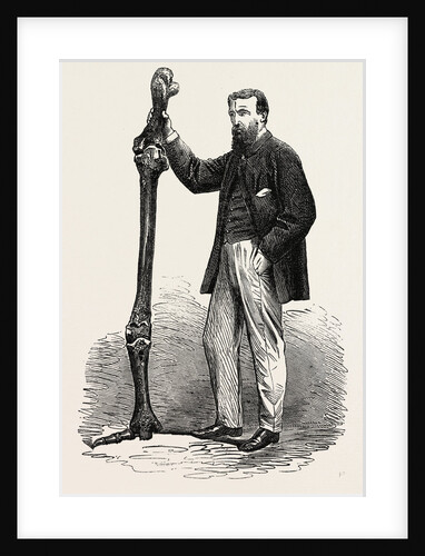 Leg of the Dinornis, or Gigantic Bird of New Zealand, 1865 by Anonymous