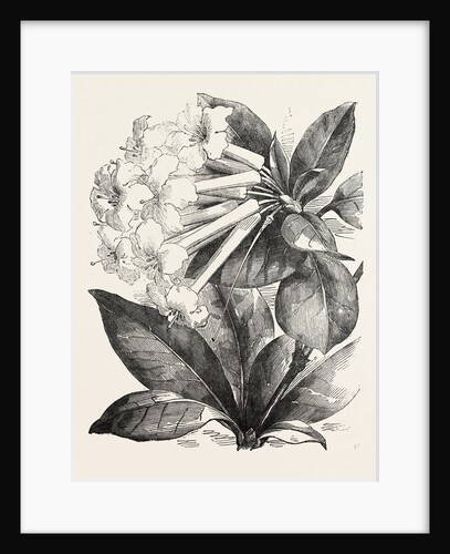 Jasmine-Flower Rhododendron by Anonymous
