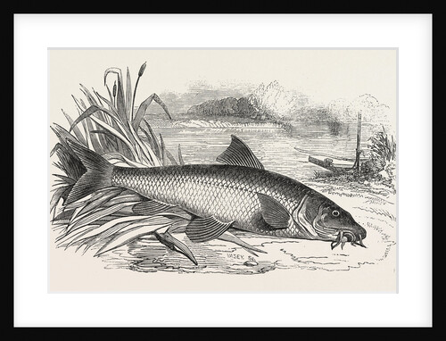 Barbel by Anonymous