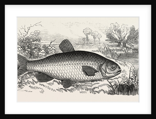 The Chub by Anonymous